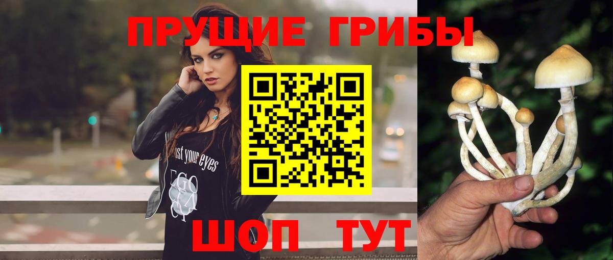 Псилоцибиновые грибы Psilocybe Рославль